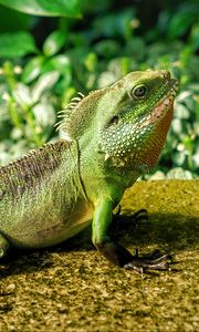 Preview wallpaper lizard, reptile, color, green