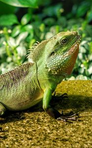 Preview wallpaper lizard, reptile, color, green