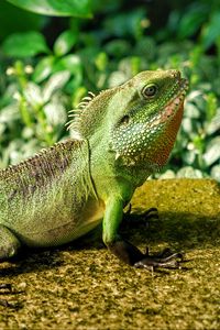 Preview wallpaper lizard, reptile, color, green