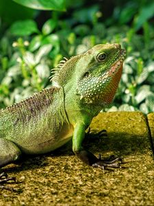 Preview wallpaper lizard, reptile, color, green