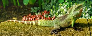 Preview wallpaper lizard, reptile, color, green