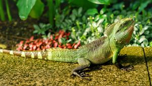 Preview wallpaper lizard, reptile, color, green