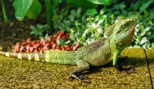 Preview wallpaper lizard, reptile, color, green