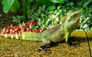 Preview wallpaper lizard, reptile, color, green