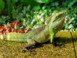 Preview wallpaper lizard, reptile, color, green