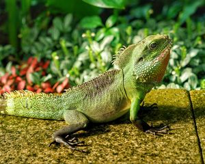 Preview wallpaper lizard, reptile, color, green