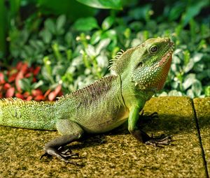 Preview wallpaper lizard, reptile, color, green