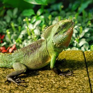 Preview wallpaper lizard, reptile, color, green