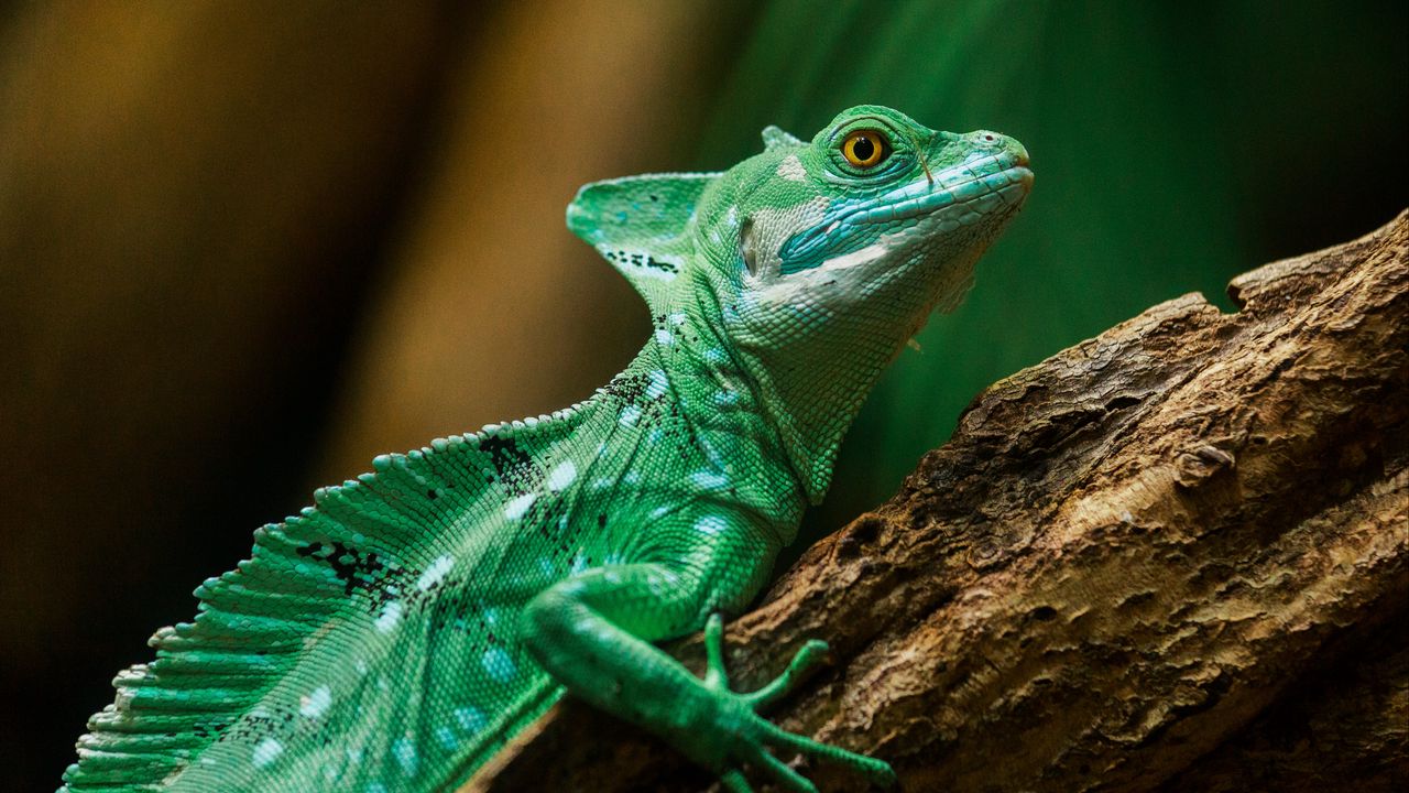 Wallpaper lizard, reptile, color, scales