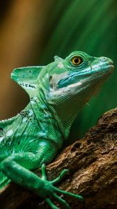 Preview wallpaper lizard, reptile, color, scales
