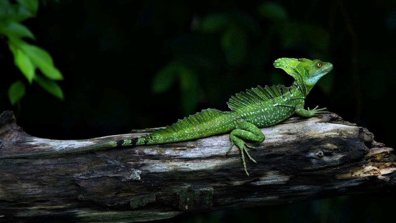 Wallpaper lizard, reptile, crawling, shadow, branches, logs