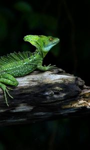 Preview wallpaper lizard, reptile, crawling, shadow, branches, logs