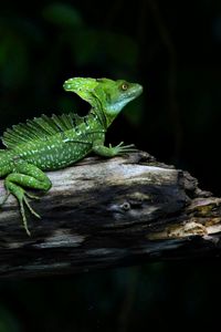 Preview wallpaper lizard, reptile, crawling, shadow, branches, logs