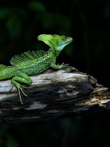 Preview wallpaper lizard, reptile, crawling, shadow, branches, logs