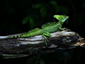 Preview wallpaper lizard, reptile, crawling, shadow, branches, logs