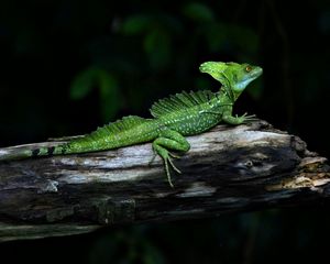 Preview wallpaper lizard, reptile, crawling, shadow, branches, logs