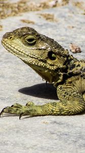 Preview wallpaper lizard, reptile, cyprus