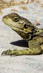 Preview wallpaper lizard, reptile, cyprus