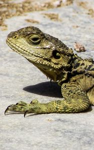 Preview wallpaper lizard, reptile, cyprus