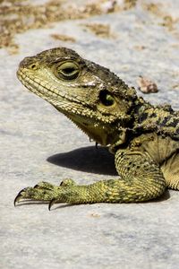 Preview wallpaper lizard, reptile, cyprus