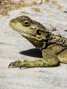 Preview wallpaper lizard, reptile, cyprus