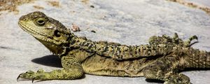 Preview wallpaper lizard, reptile, cyprus