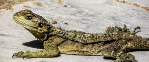 Preview wallpaper lizard, reptile, cyprus