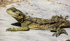 Preview wallpaper lizard, reptile, cyprus