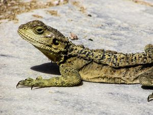 Preview wallpaper lizard, reptile, cyprus