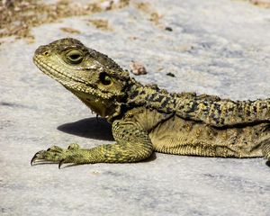 Preview wallpaper lizard, reptile, cyprus