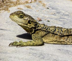 Preview wallpaper lizard, reptile, cyprus