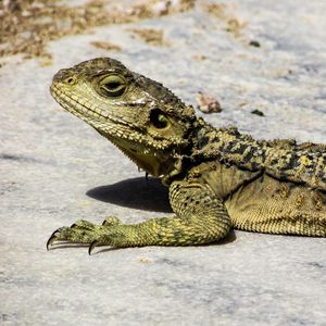 Preview wallpaper lizard, reptile, cyprus