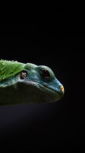 Preview wallpaper lizard, reptile, dark