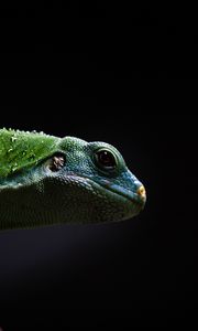 Preview wallpaper lizard, reptile, dark