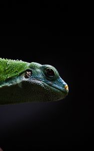 Preview wallpaper lizard, reptile, dark