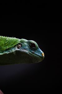 Preview wallpaper lizard, reptile, dark