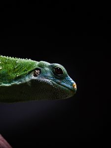 Preview wallpaper lizard, reptile, dark