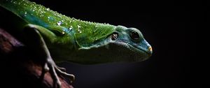 Preview wallpaper lizard, reptile, dark