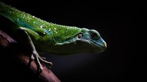 Preview wallpaper lizard, reptile, dark