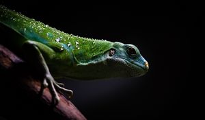 Preview wallpaper lizard, reptile, dark