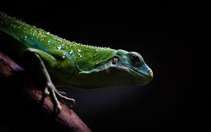 Preview wallpaper lizard, reptile, dark