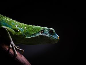 Preview wallpaper lizard, reptile, dark