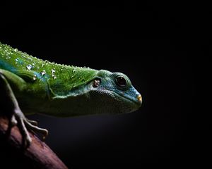 Preview wallpaper lizard, reptile, dark