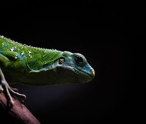 Preview wallpaper lizard, reptile, dark