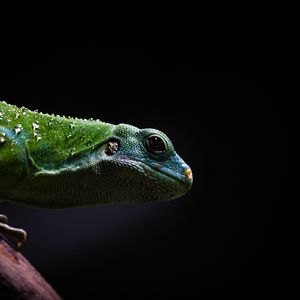 Preview wallpaper lizard, reptile, dark