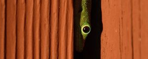 Preview wallpaper lizard, reptile, eye, slit