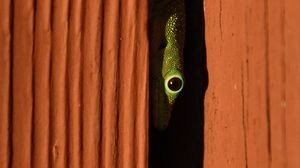Preview wallpaper lizard, reptile, eye, slit