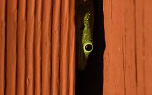 Preview wallpaper lizard, reptile, eye, slit