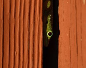 Preview wallpaper lizard, reptile, eye, slit