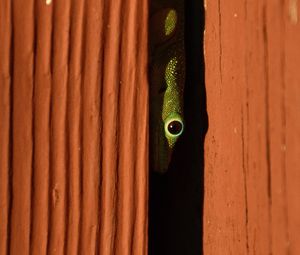 Preview wallpaper lizard, reptile, eye, slit